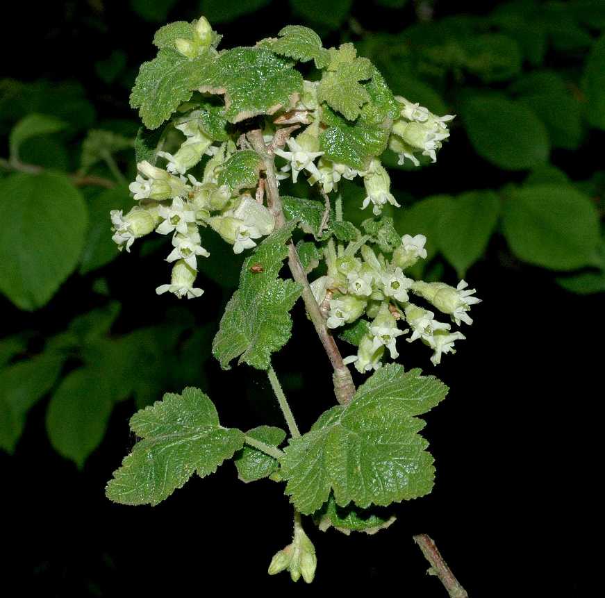 Grossulariaceae Ribes viscosissimum