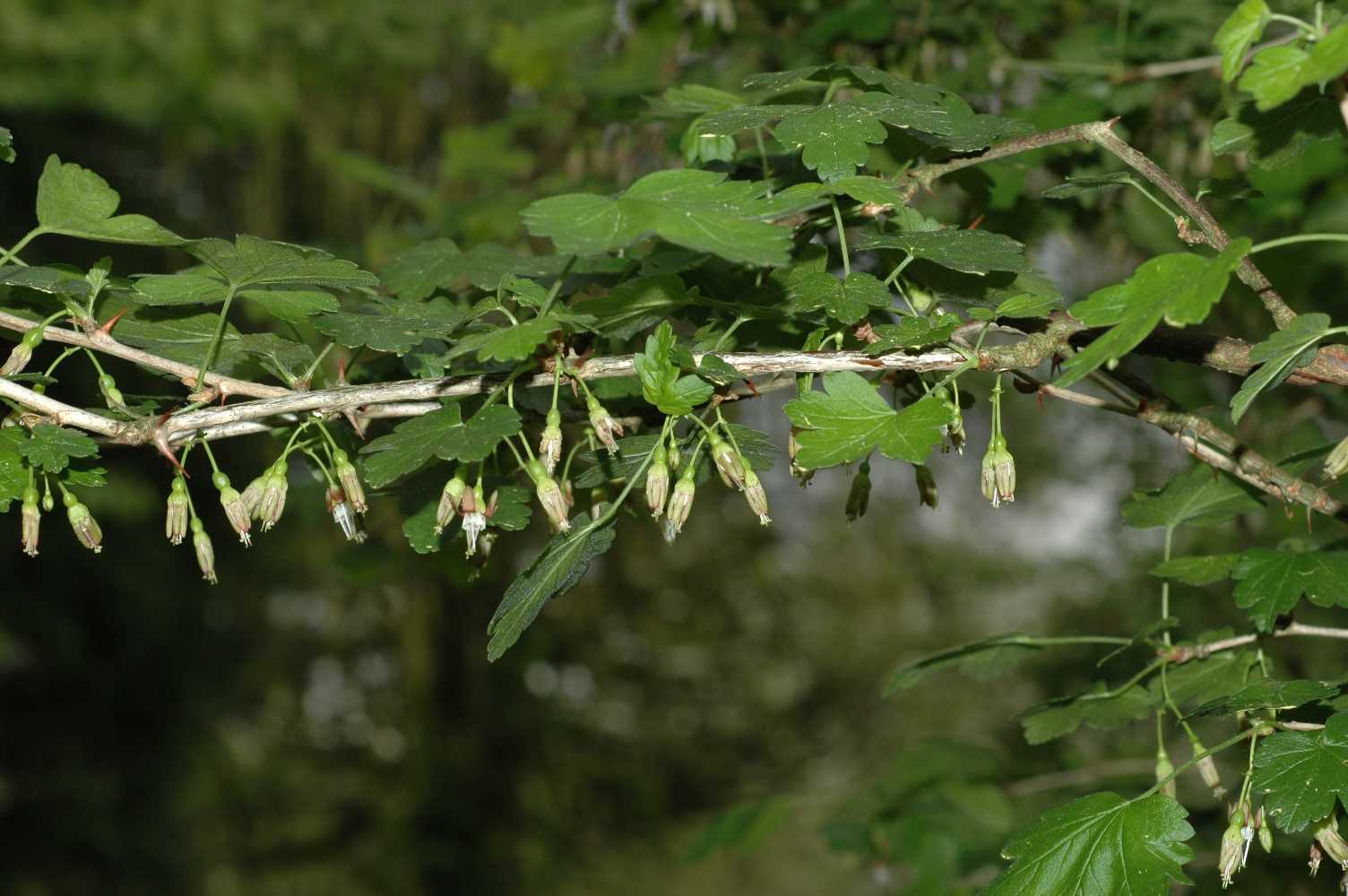 Grossulariaceae Ribes divaricatum