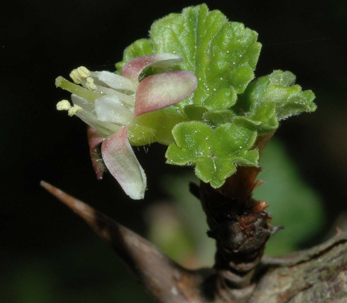 Grossulariaceae Ribes uva-crispa