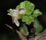 image of Ribes uva-crispa