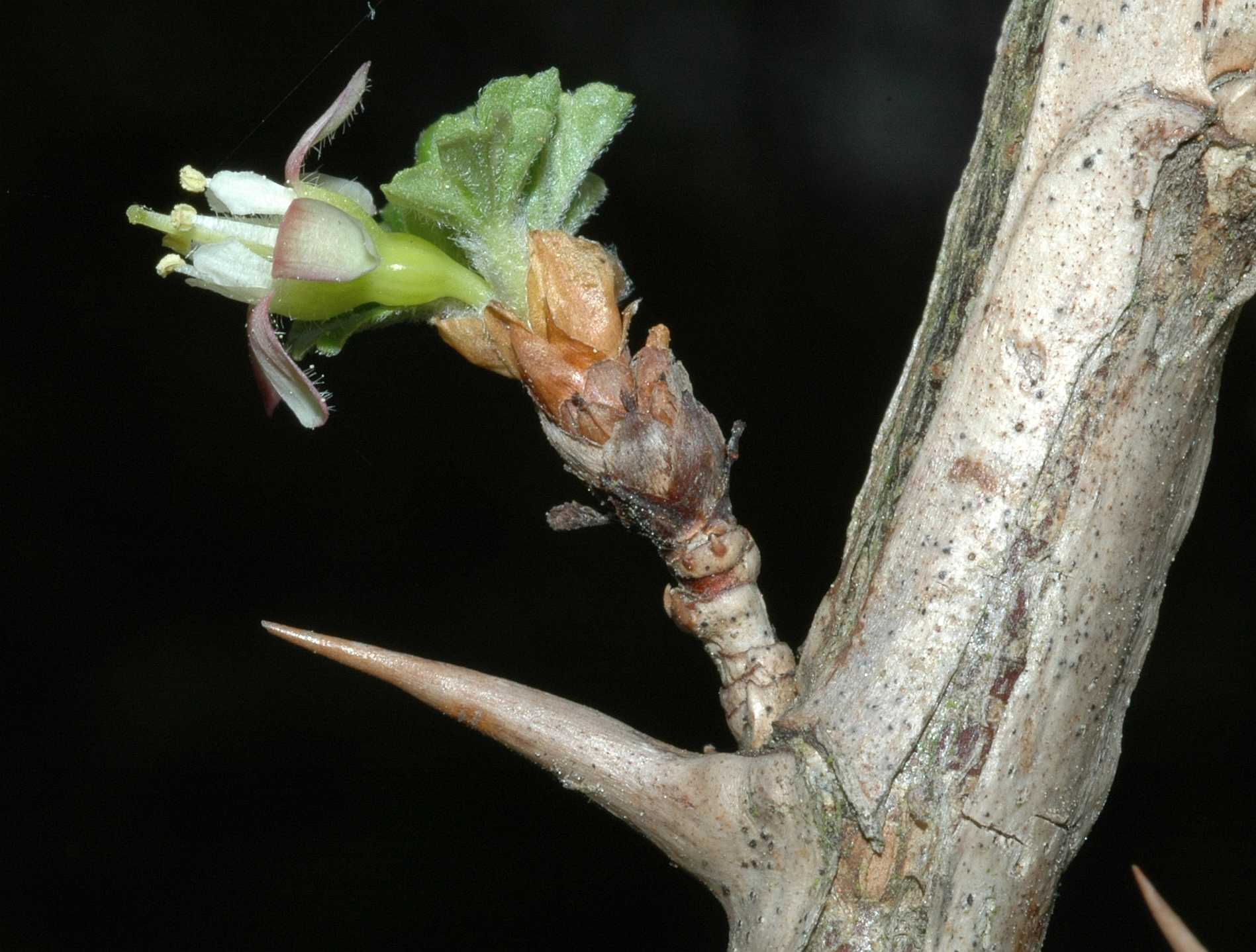 Grossulariaceae Ribes uva-crispa