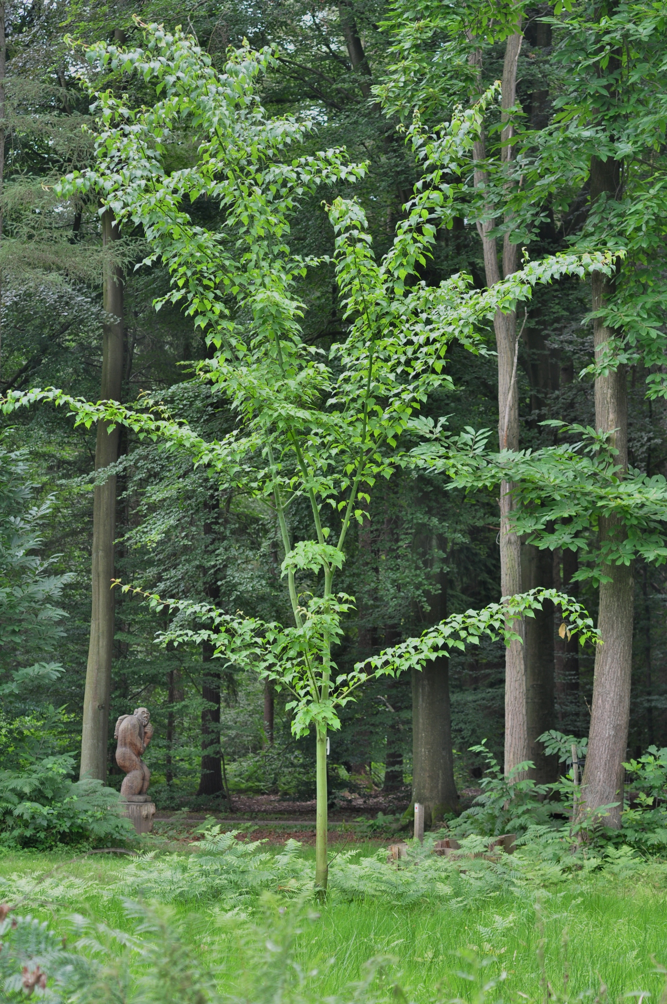 Aceraceae Acer davidii