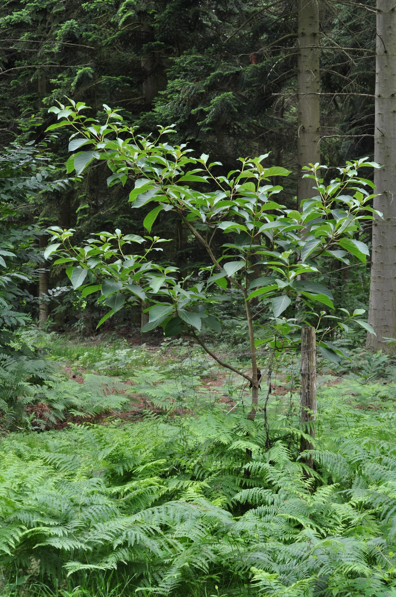 Rubiaceae Emmenopterys henryi