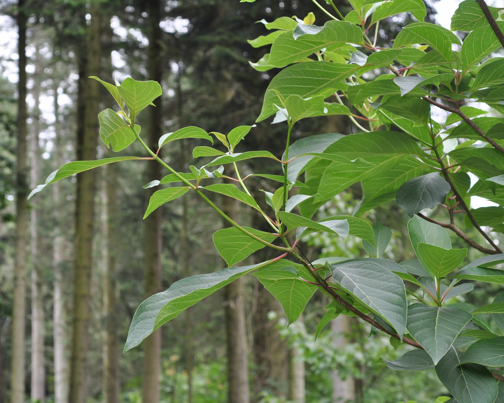 Rubiaceae Emmenopterys henryi