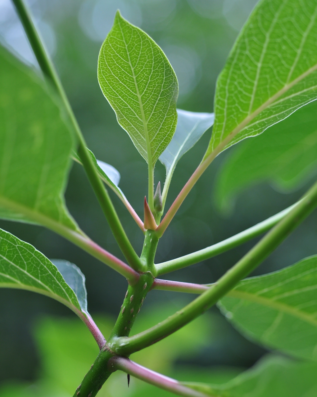 Rubiaceae Emmenopterys henryi