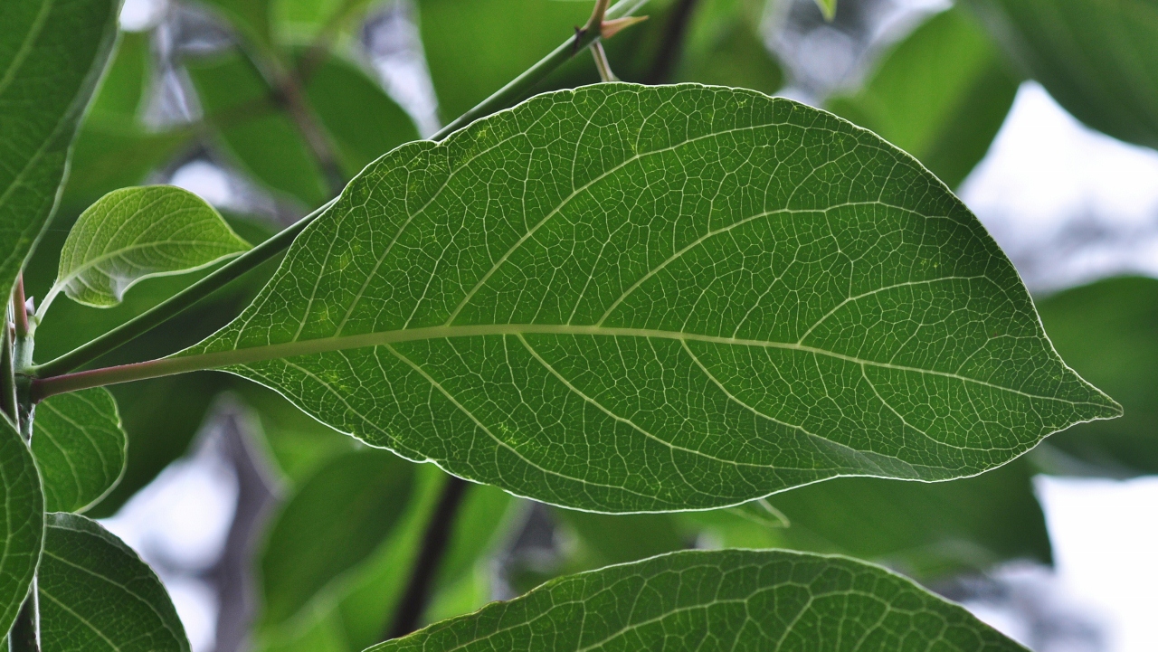 Rubiaceae Emmenopterys henryi