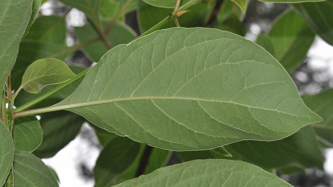 Rubiaceae Emmenopterys henryi