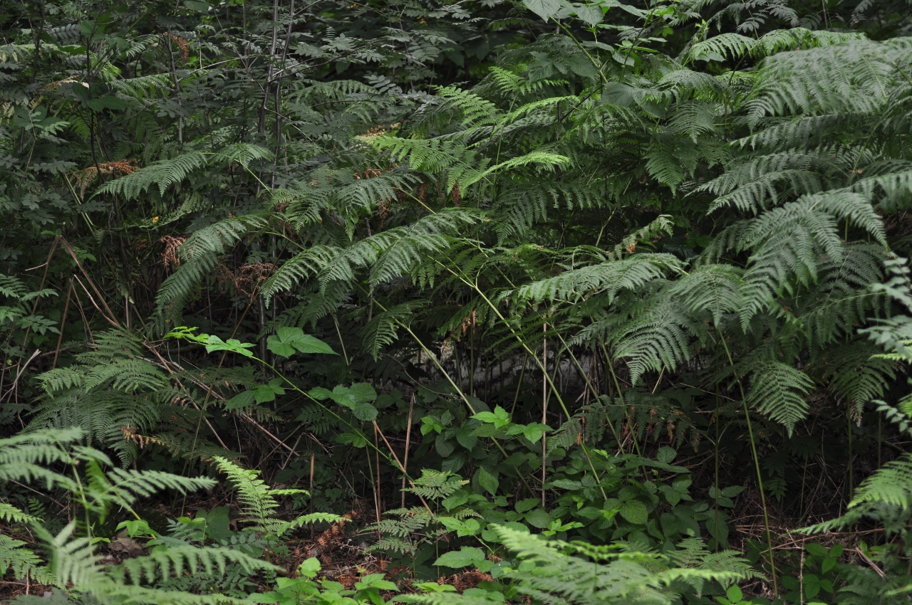 Dennstaedtiaceae Pteridium aquilinum