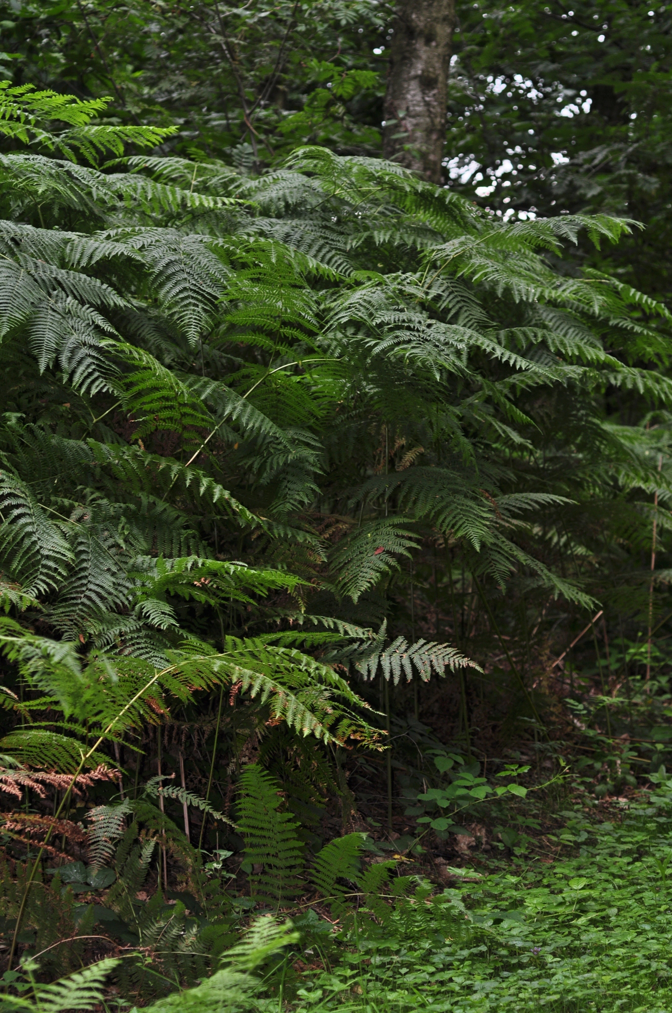 Dennstaedtiaceae Pteridium aquilinum