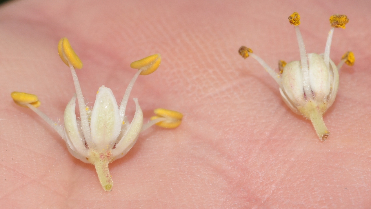 Rutaceae Tetradium daniellii