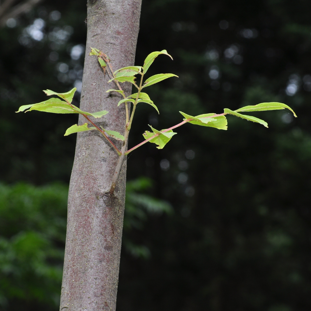 Rutaceae Tetradium daniellii