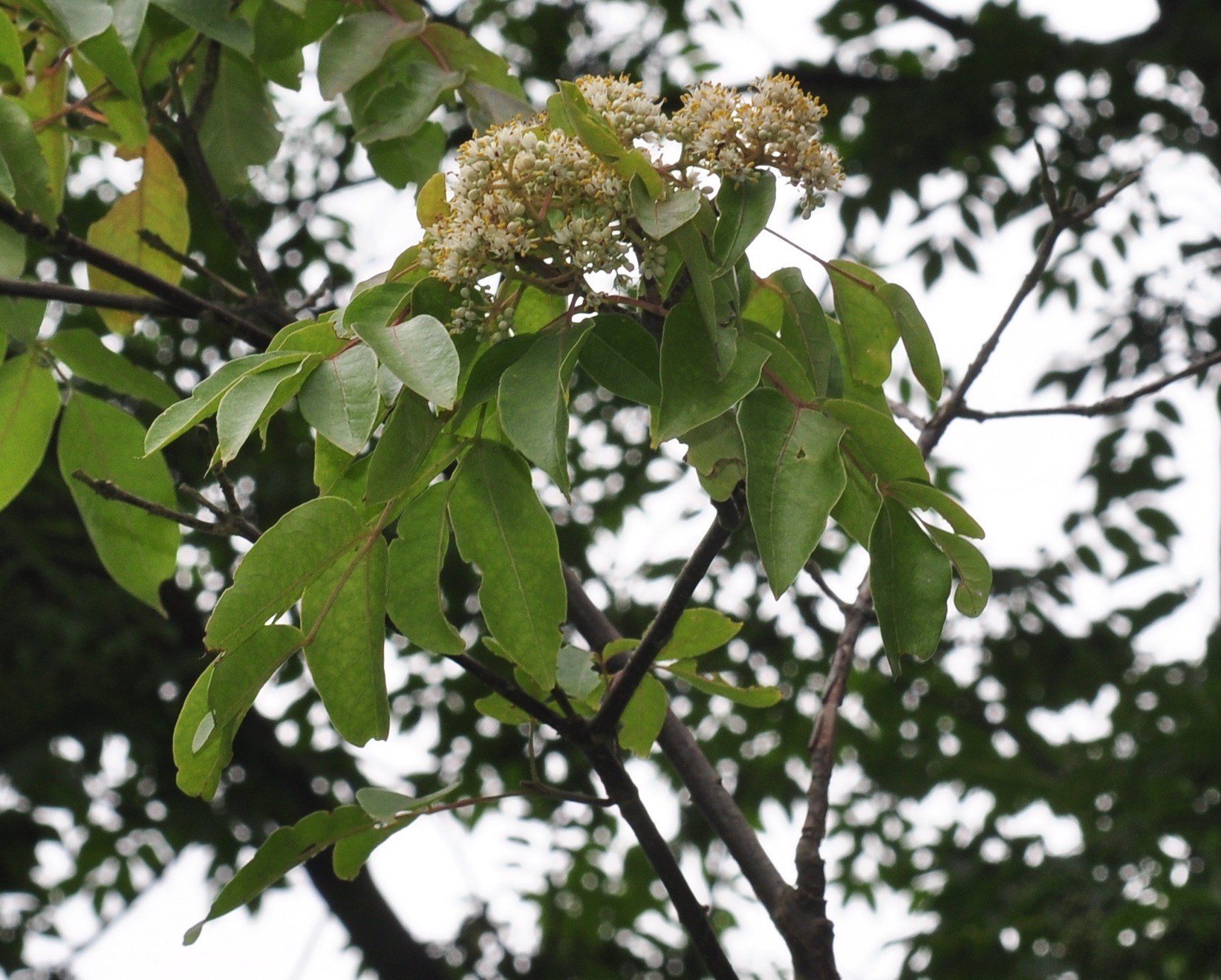 Rutaceae Tetradium daniellii