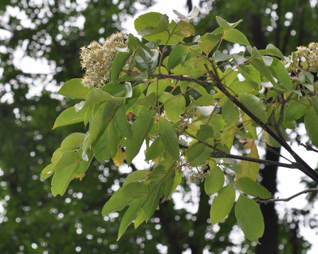 Rutaceae Tetradium daniellii