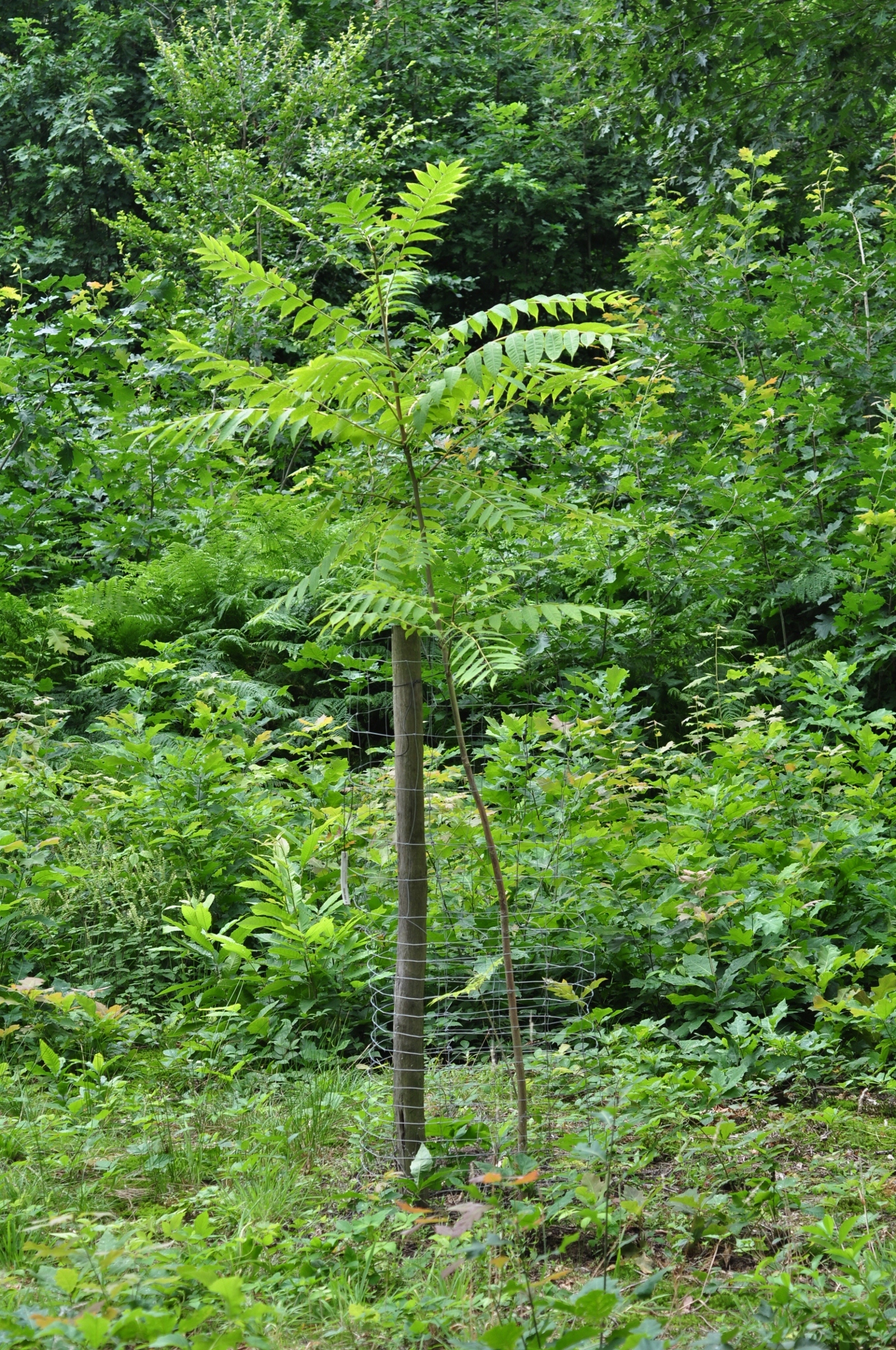 Meliaceae Toona sinensis