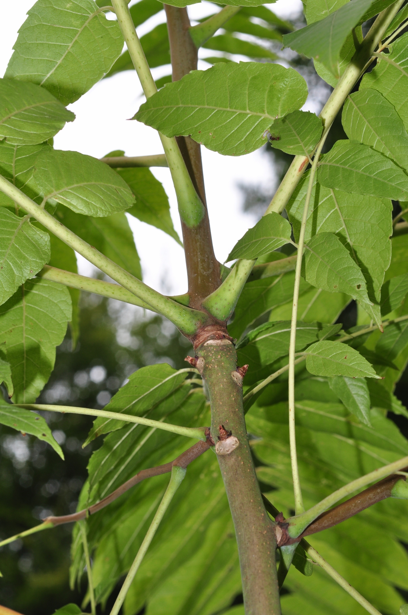 Meliaceae Toona sinensis