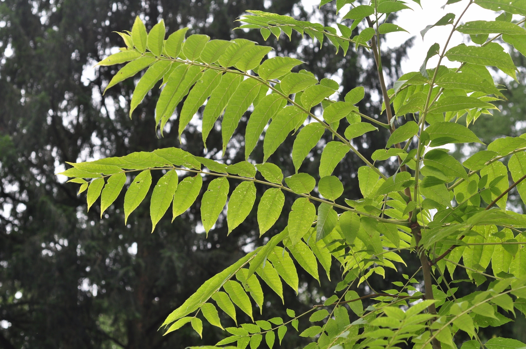 Meliaceae Toona sinensis