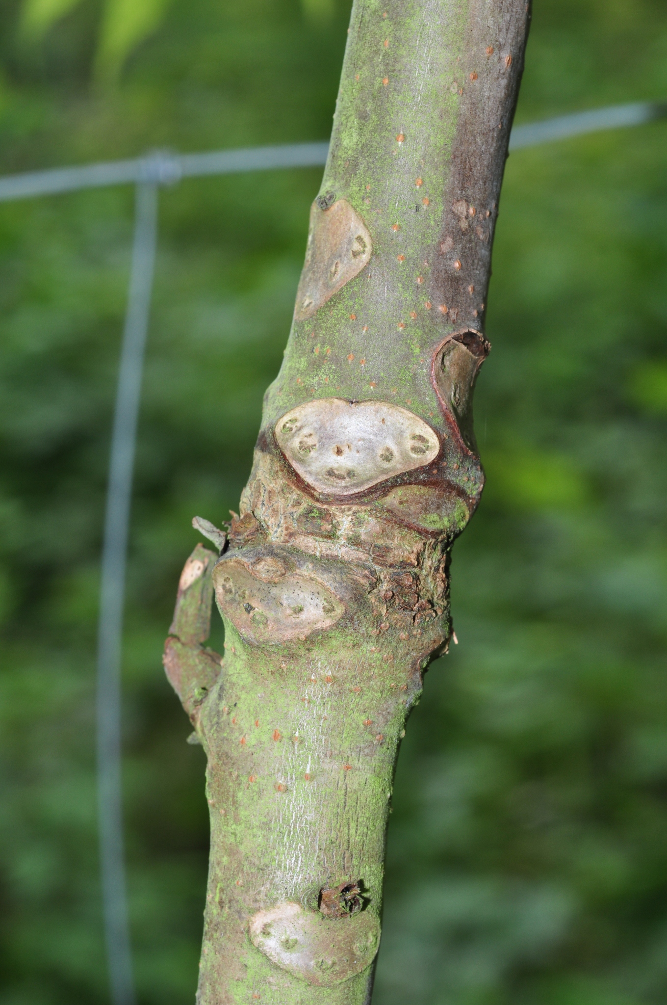 Meliaceae Toona sinensis