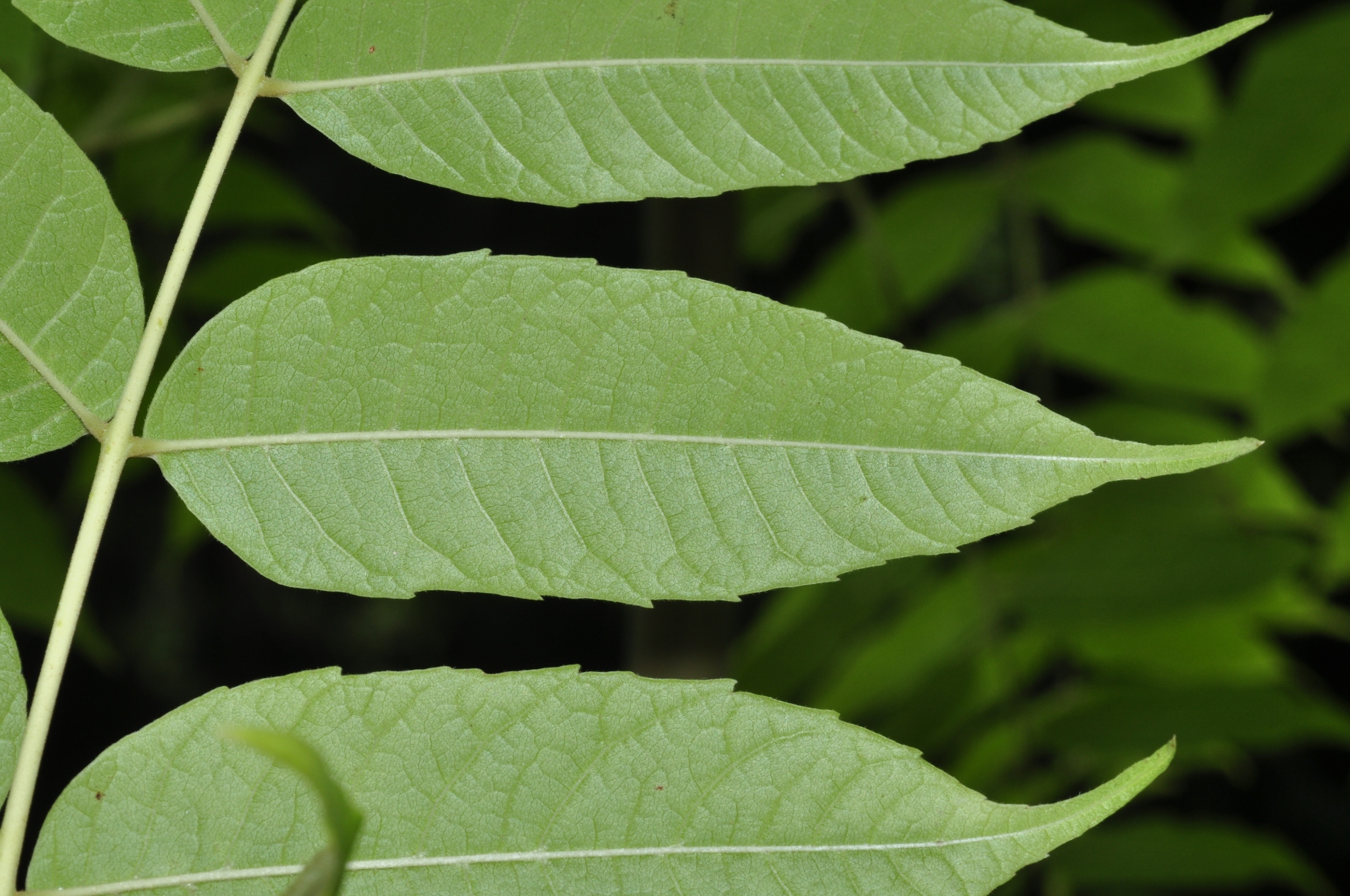 Meliaceae Toona sinensis