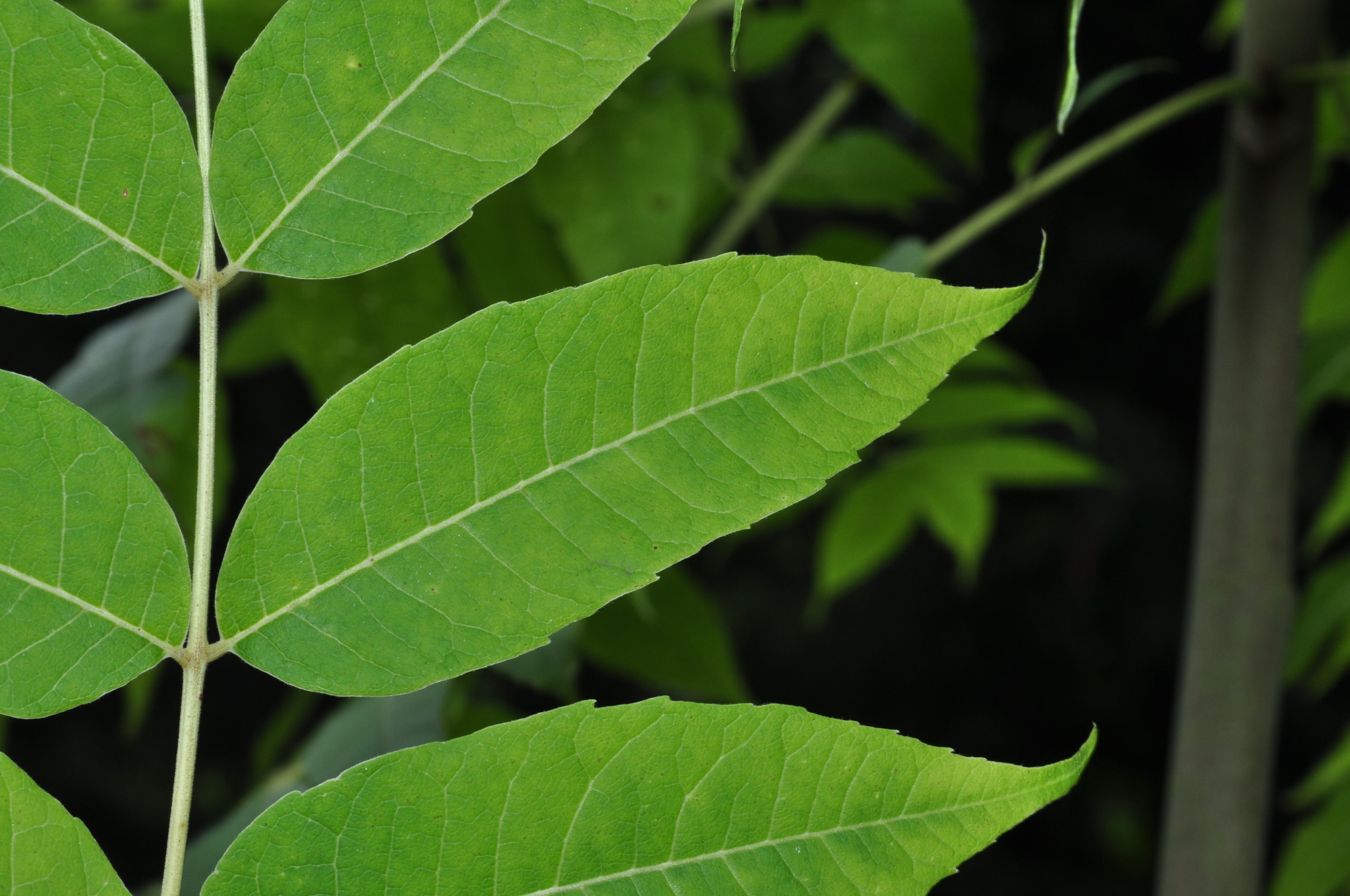 Meliaceae Toona sinensis