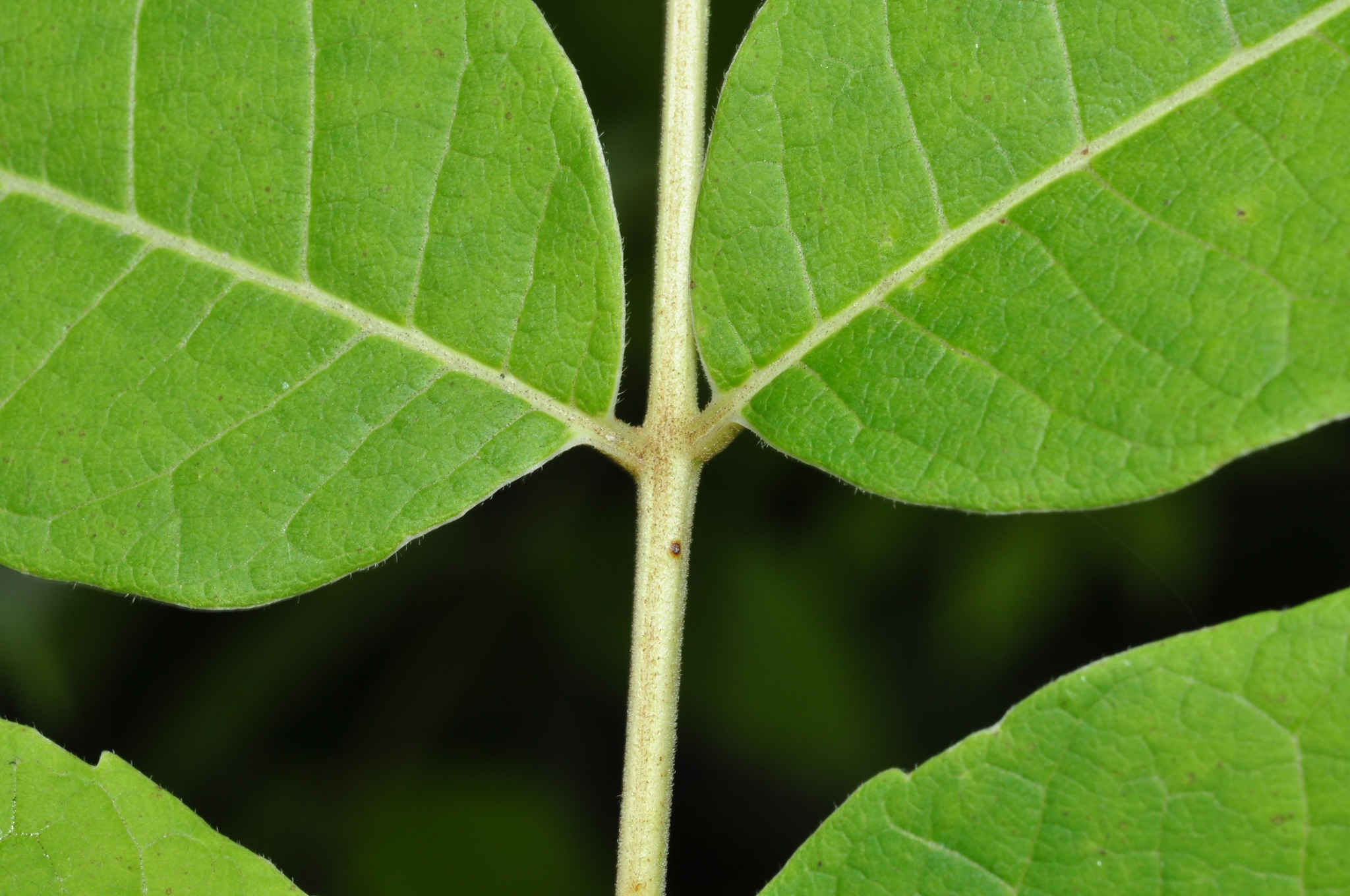 Meliaceae Toona sinensis