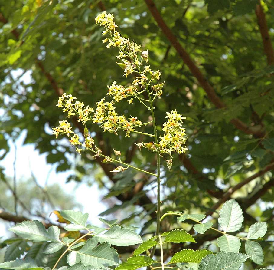 Sapindaceae Koelreuteria paniculata