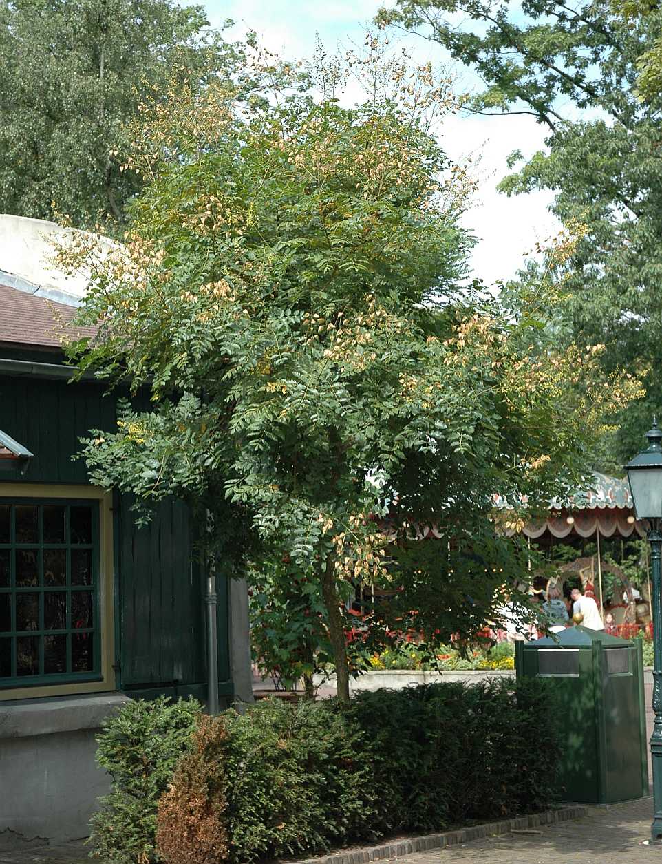 Sapindaceae Koelreuteria paniculata