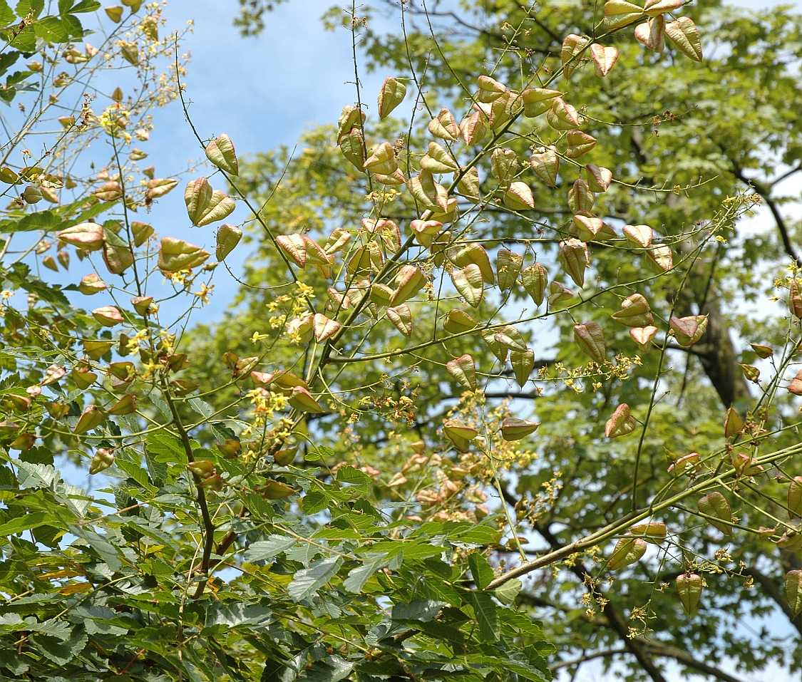 Sapindaceae Koelreuteria paniculata