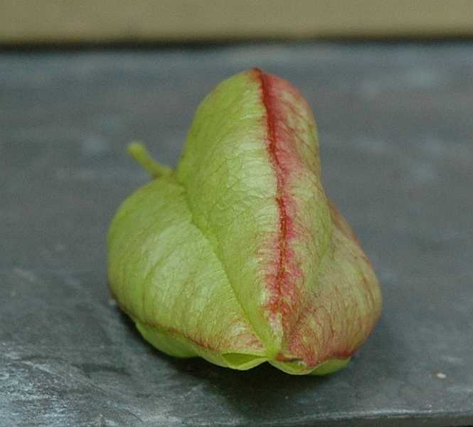 Sapindaceae Koelreuteria paniculata