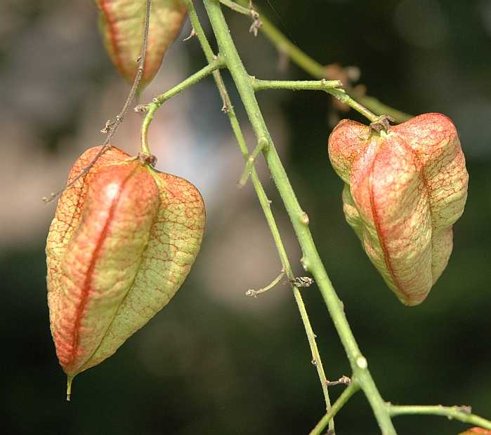 Sapindaceae Koelreuteria paniculata