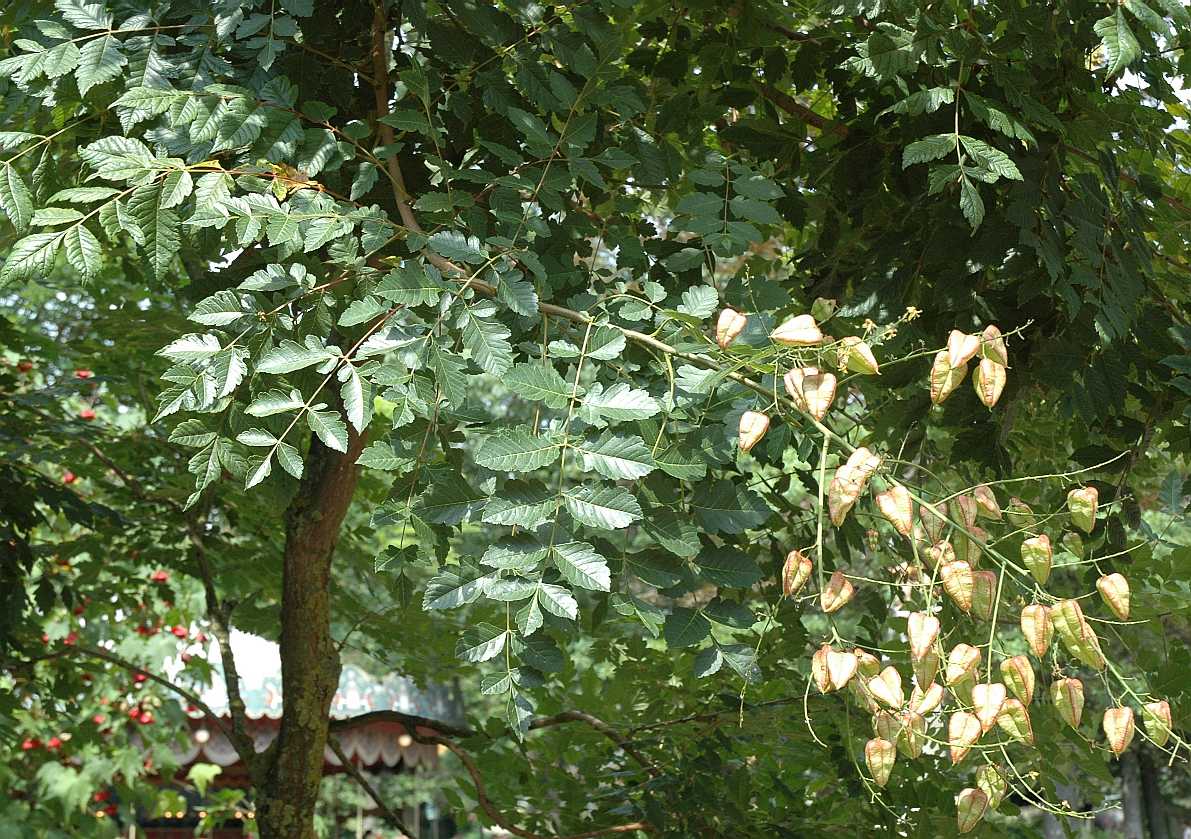 Sapindaceae Koelreuteria paniculata