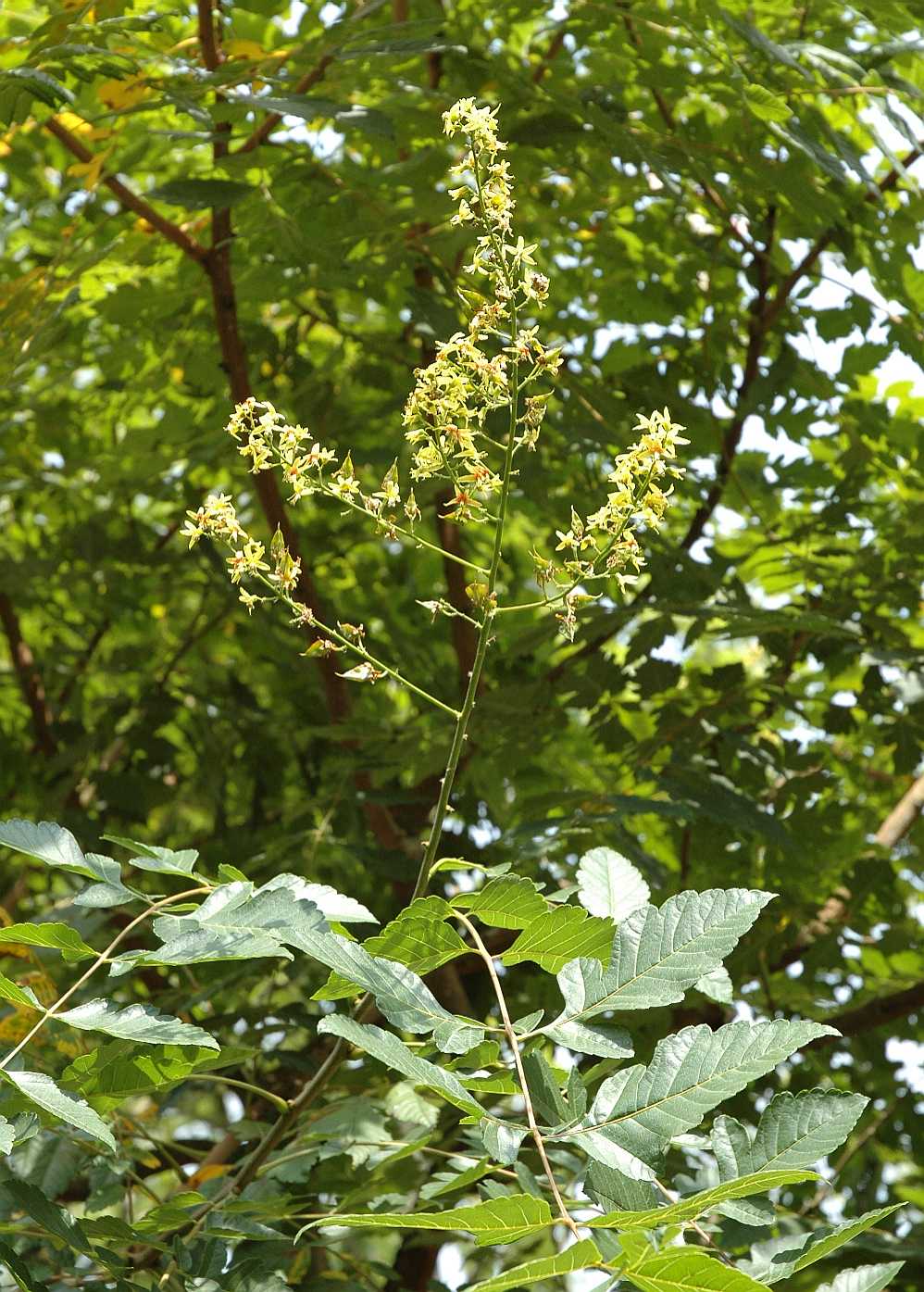 Sapindaceae Koelreuteria paniculata