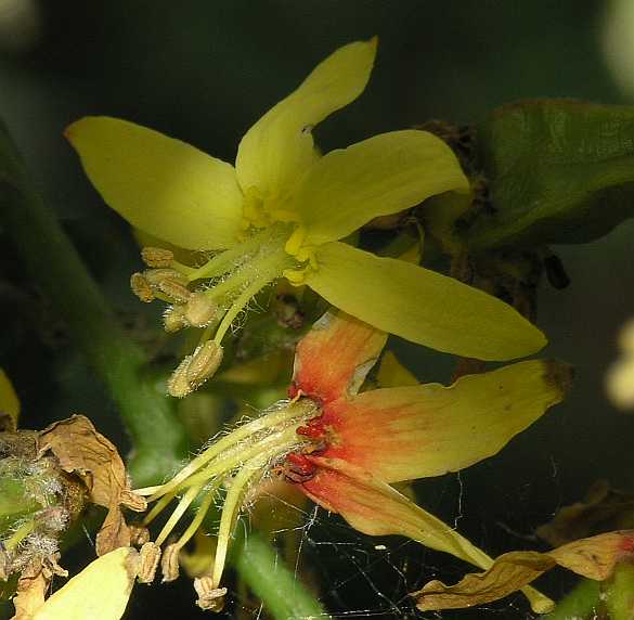 Sapindaceae Koelreuteria paniculata