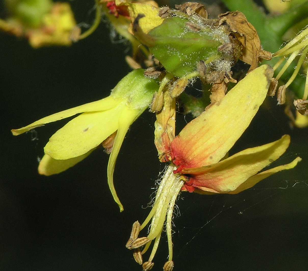 Sapindaceae Koelreuteria paniculata