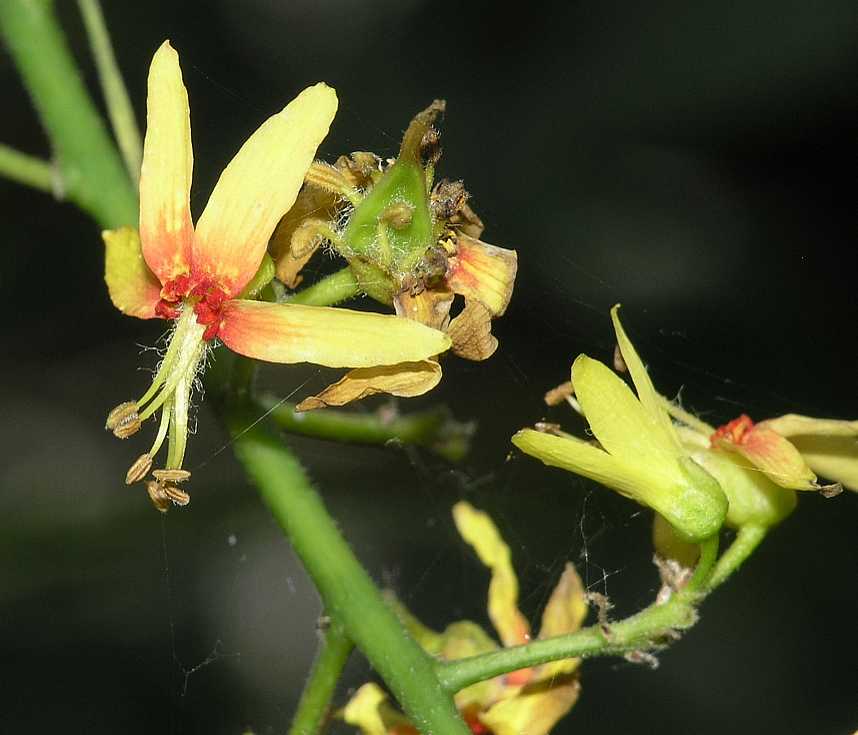 Sapindaceae Koelreuteria paniculata