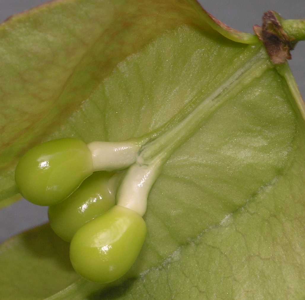 Sapindaceae Koelreuteria paniculata