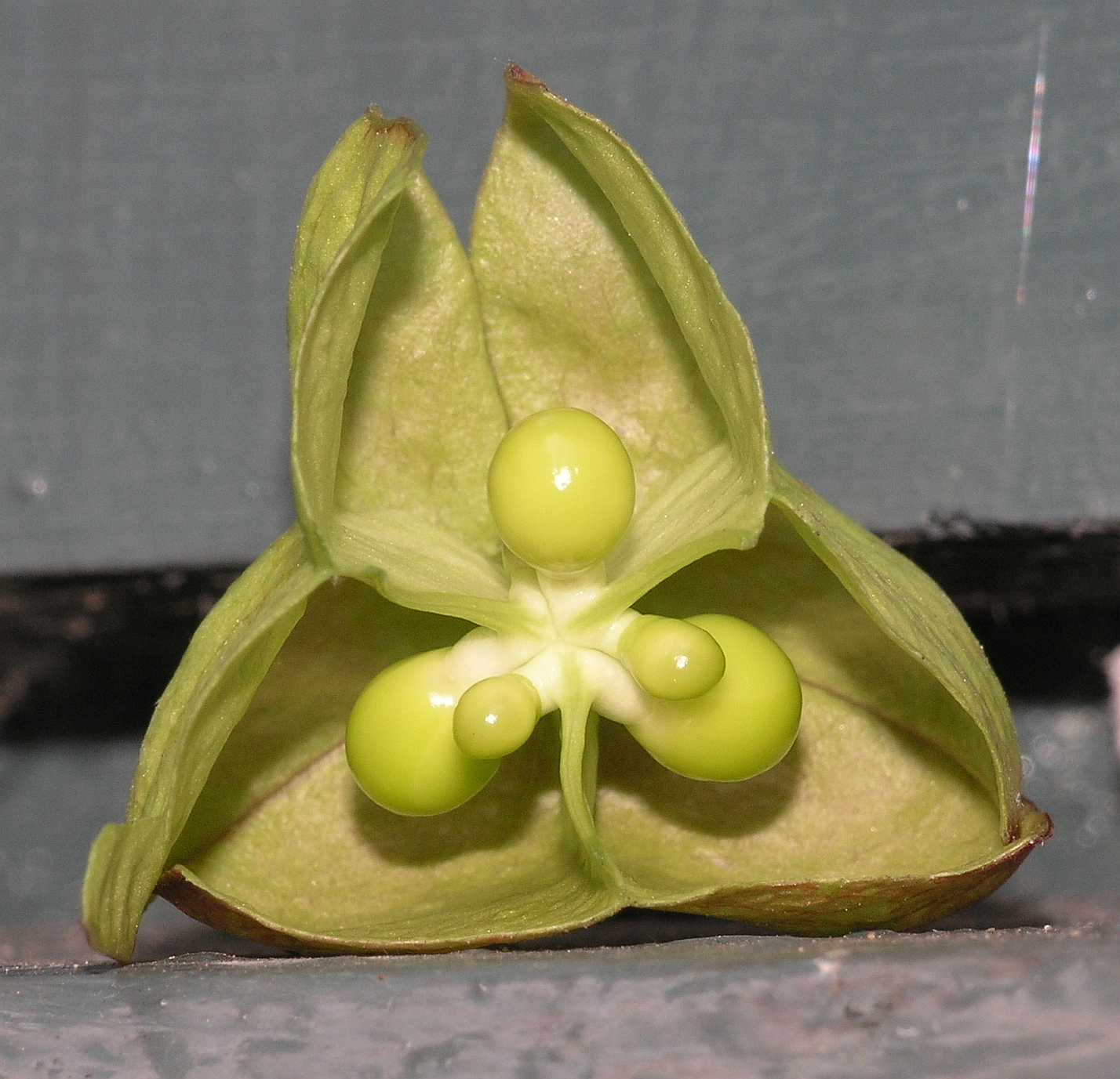 Sapindaceae Koelreuteria paniculata