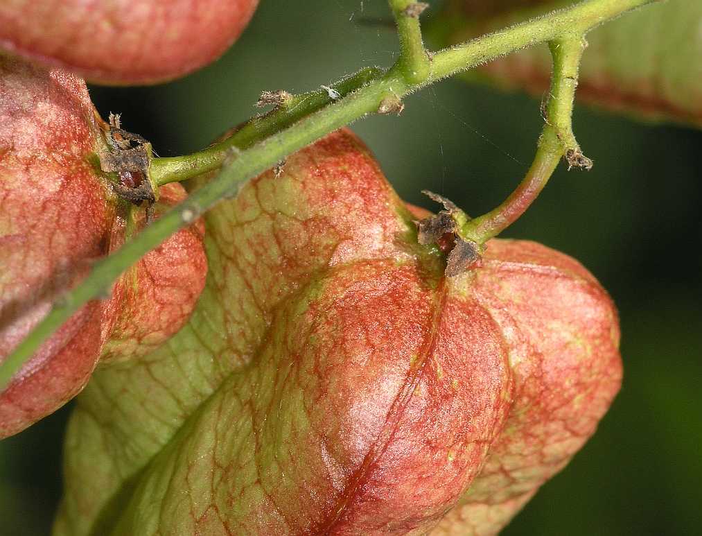 Sapindaceae Koelreuteria paniculata