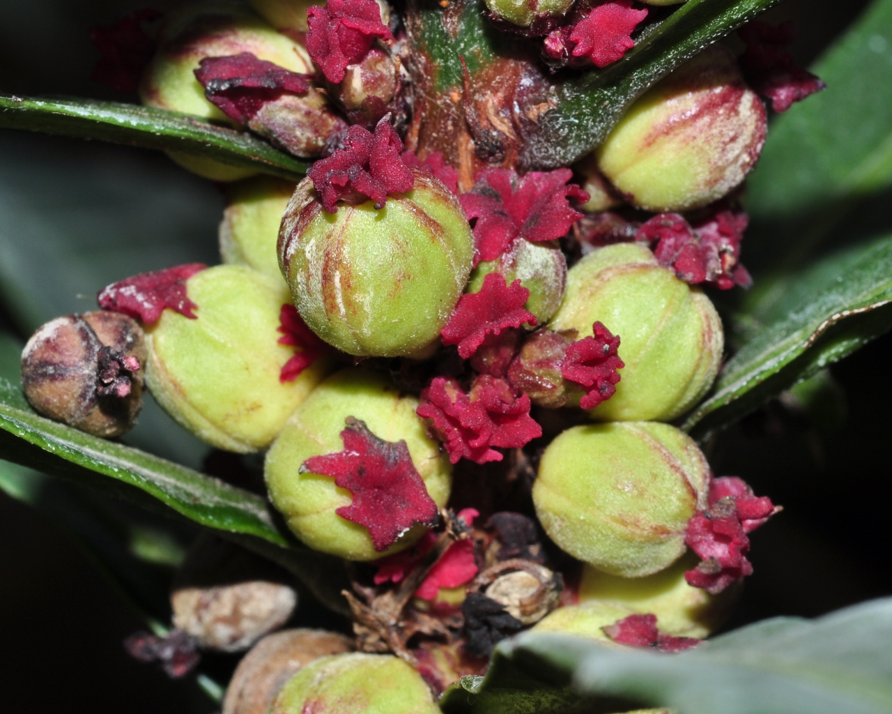 Euphorbiaceae Bocquillonia castaneifolia