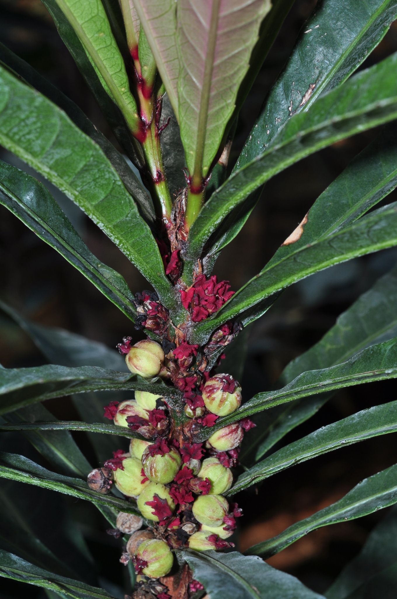 Euphorbiaceae Bocquillonia castaneifolia