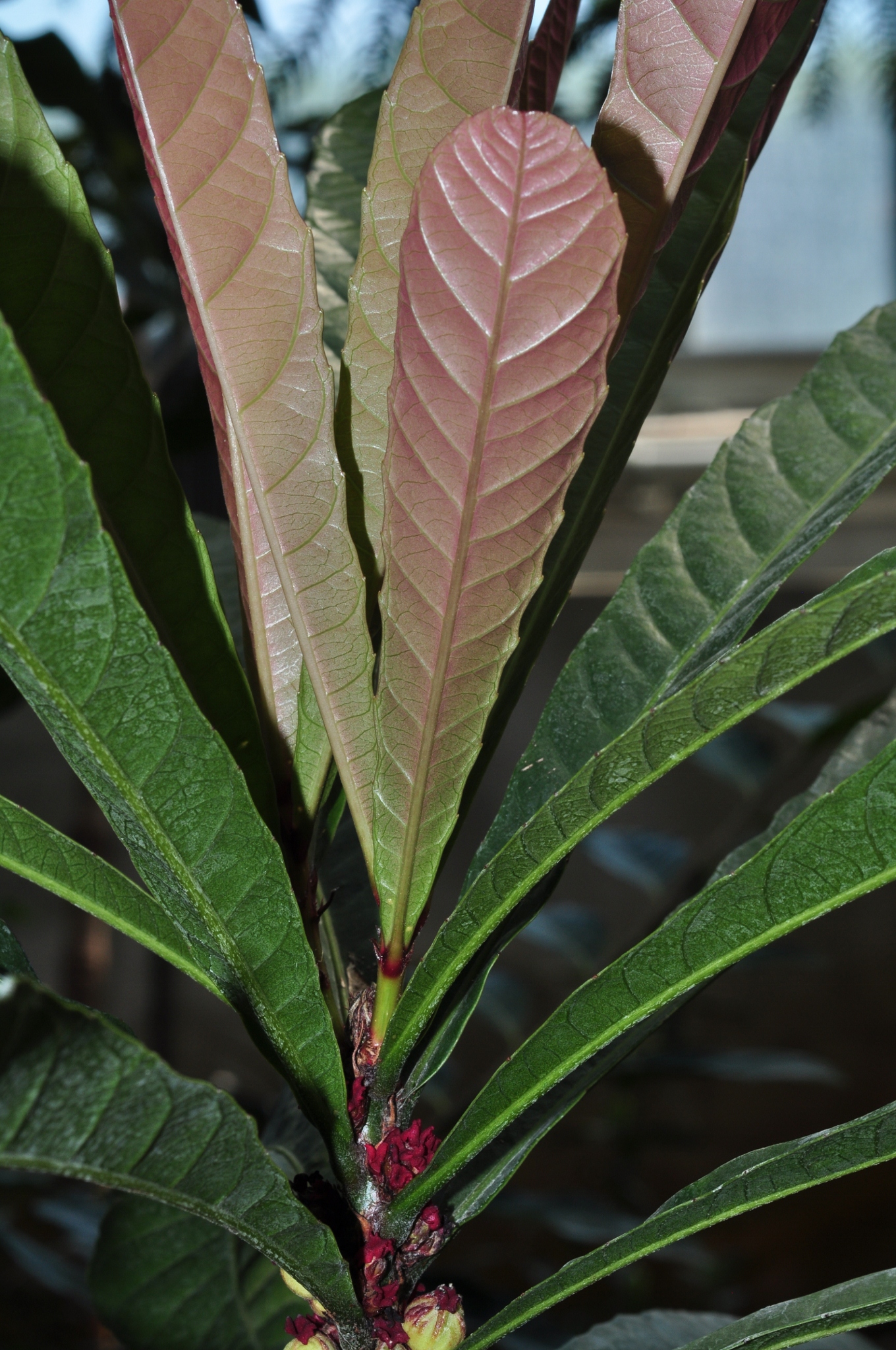 Euphorbiaceae Bocquillonia castaneifolia