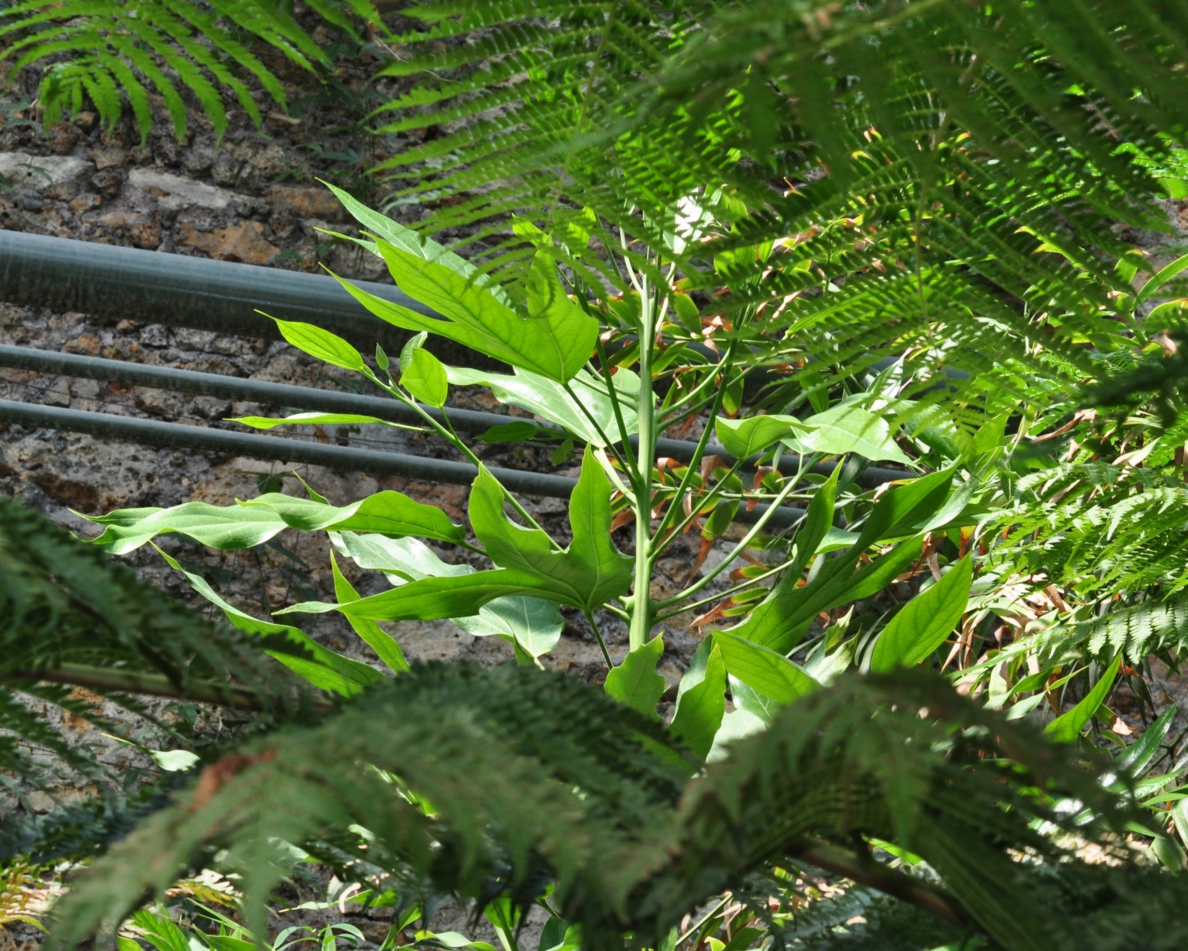 Hernandiaceae Hernandia cordigera