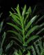 image of Retrophyllum minor