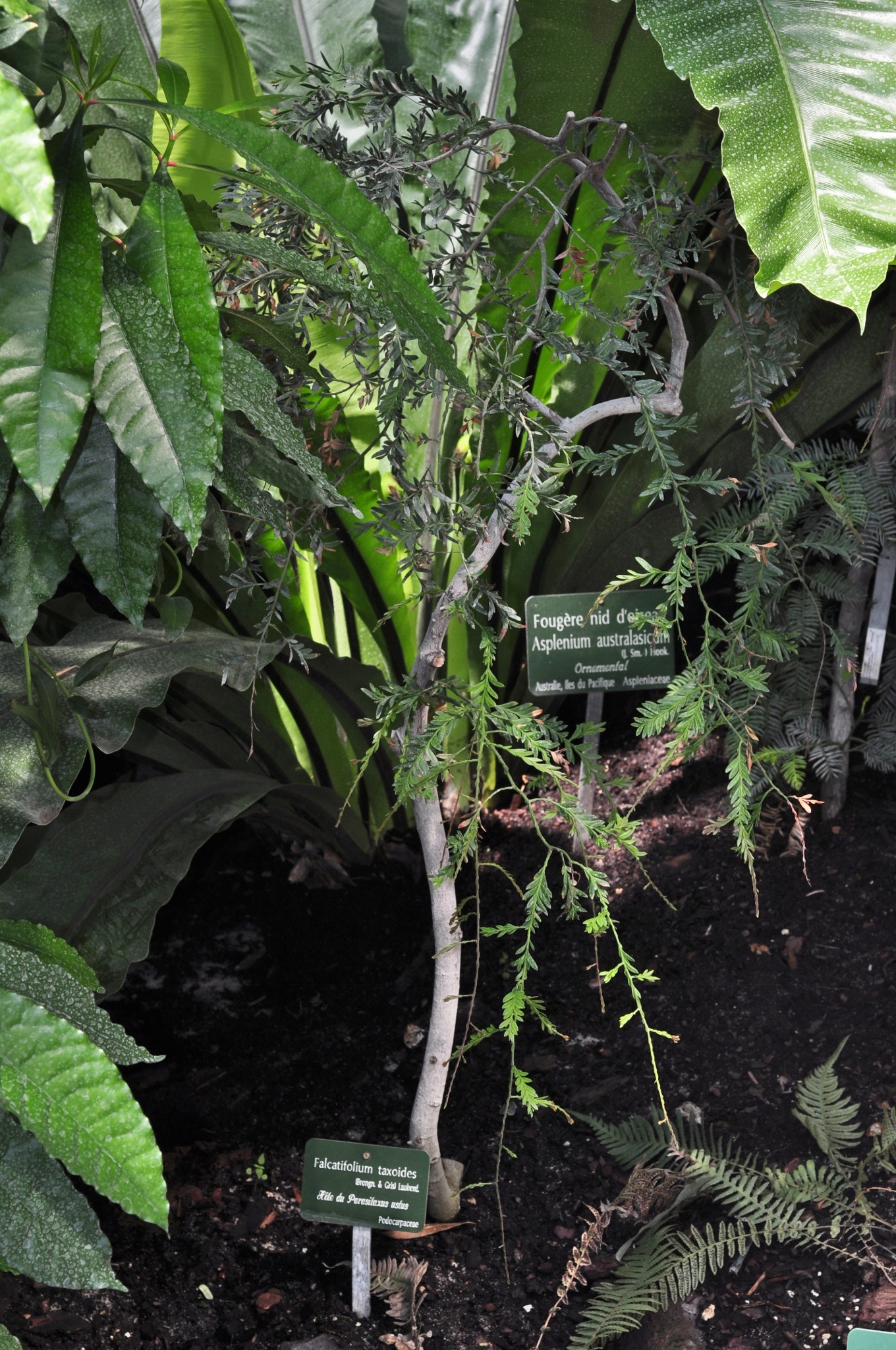 Podocarpaceae Falcatifolium taxoides