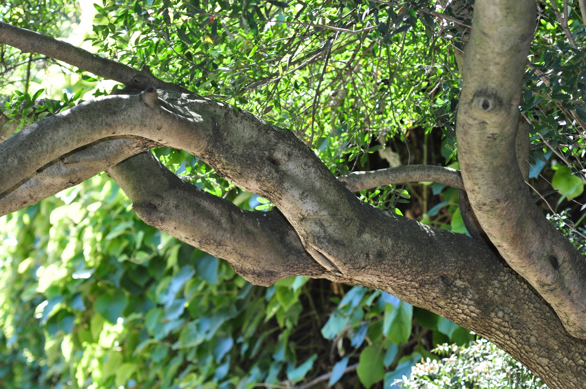 Oleaceae Phyllirea angustifolia