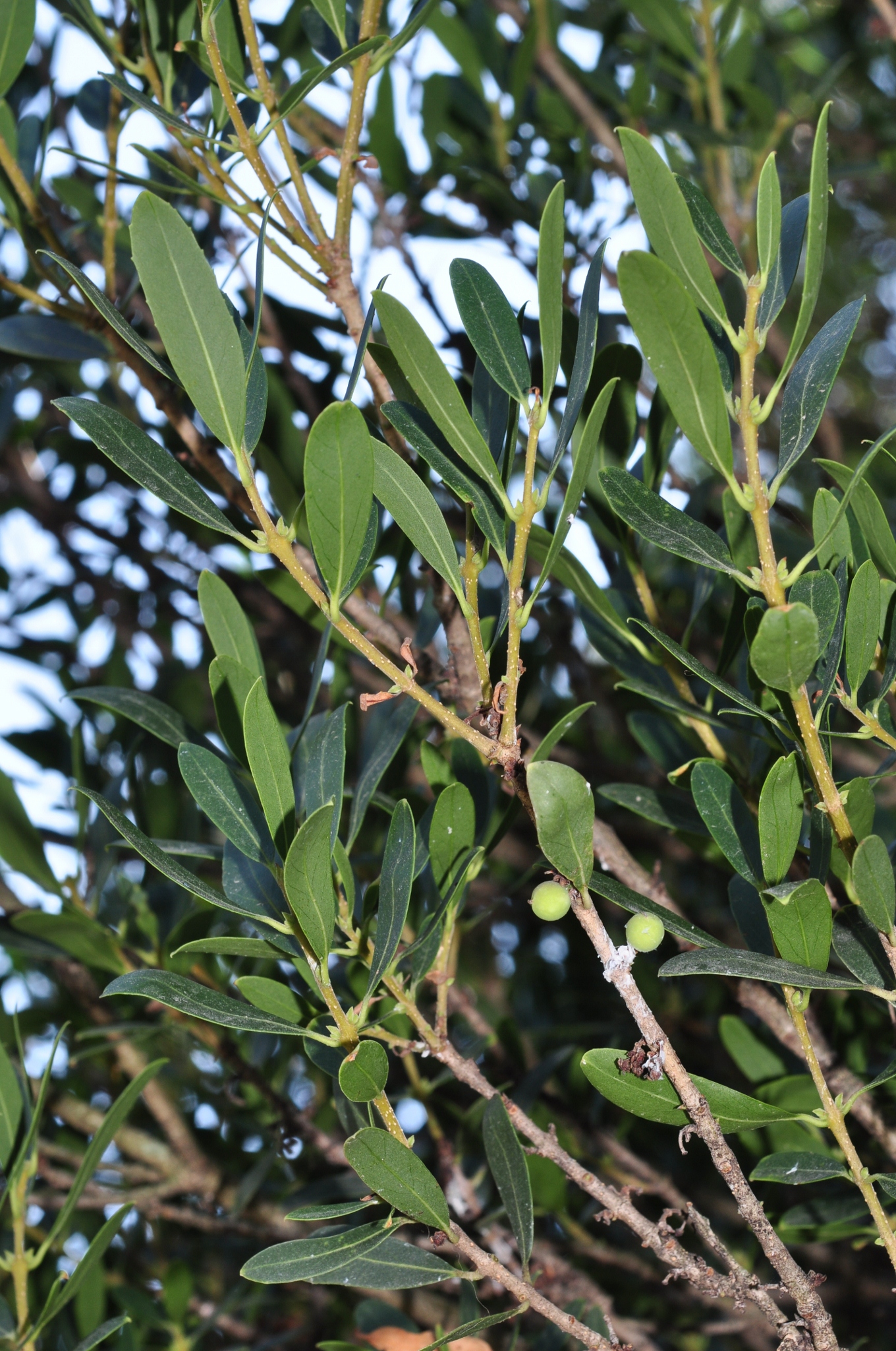 Oleaceae Phyllirea angustifolia