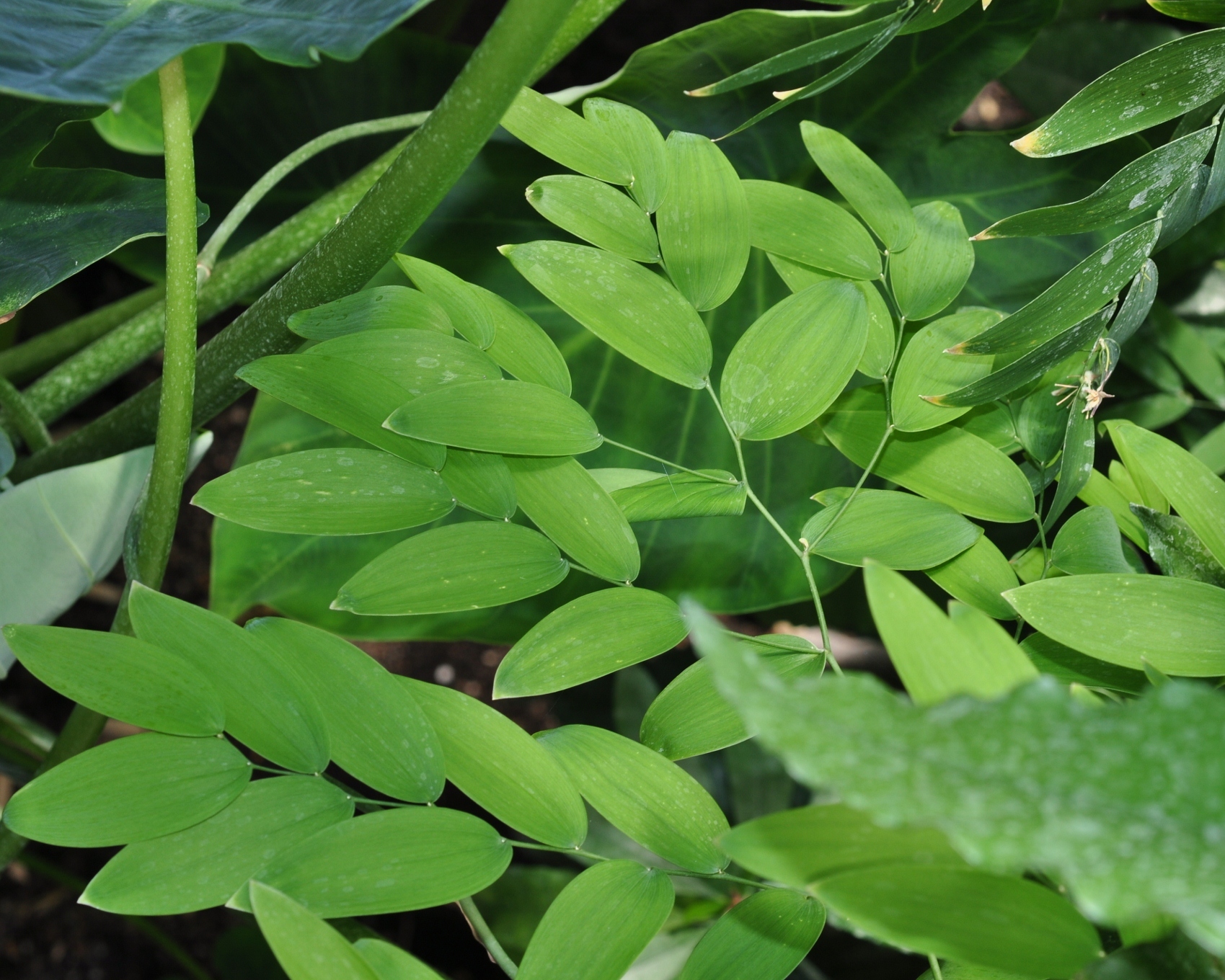 Asphodelaceae Geitonoplesium cymosum