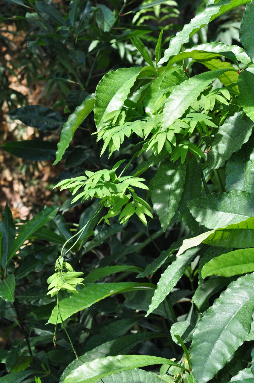 Apocynaceae Ochrosia grandifolium
