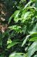 image of Ochrosia grandifolium