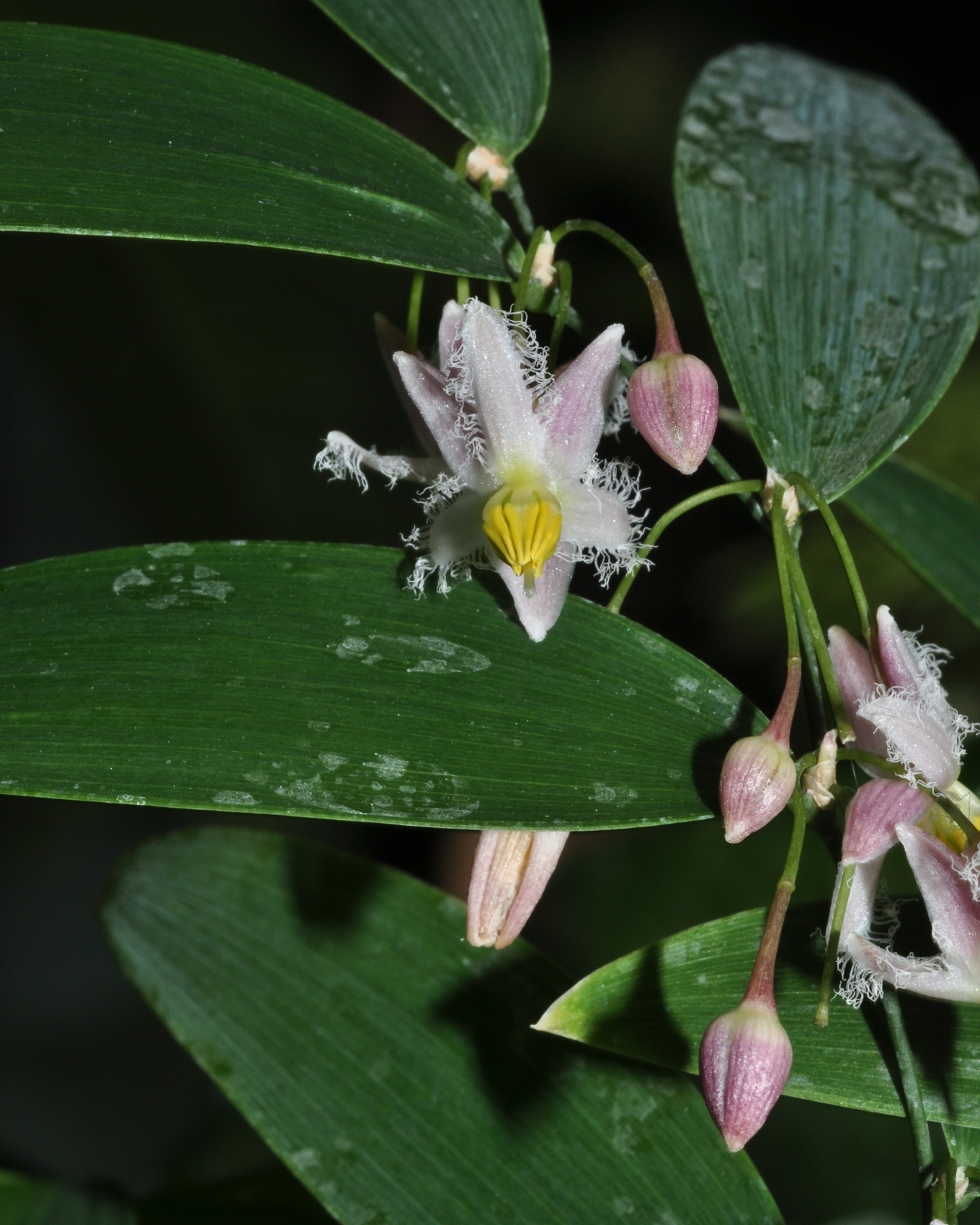 Asphodelaceae Geitonoplesium cymosum