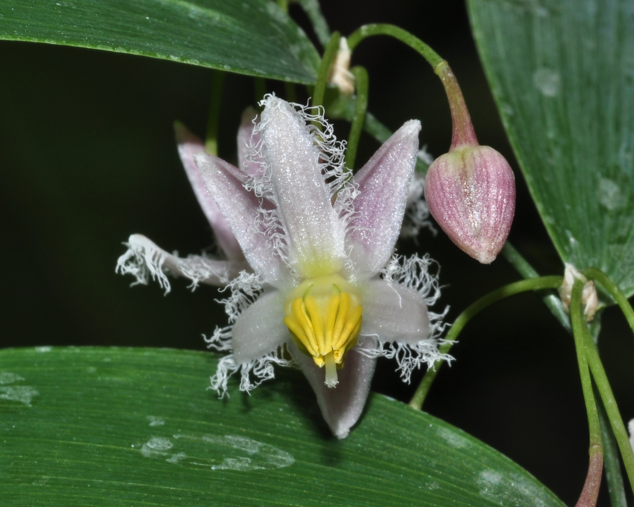 Asphodelaceae Geitonoplesium cymosum